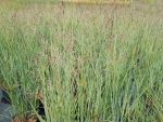 Panicum virgatum "Heavy Metal" - (Bläuliche Ruten-Hirse "Heavy Metal"),              Topf 5 Liter